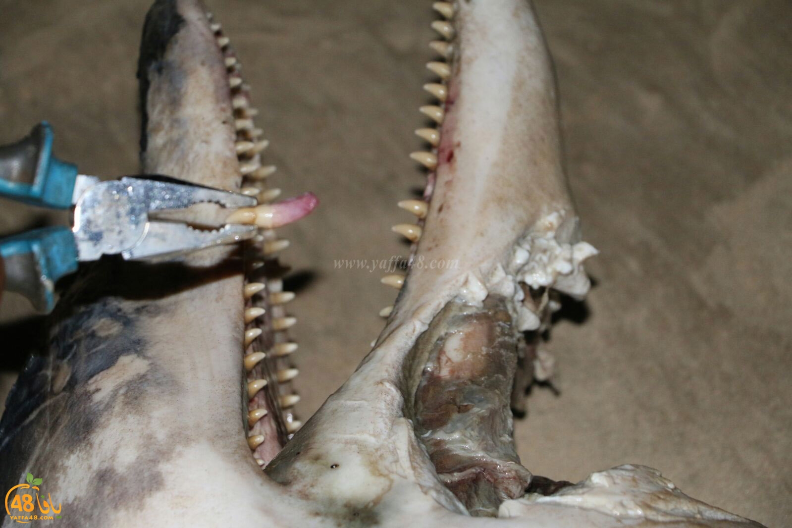 Ma3had dolphine (12).jpg